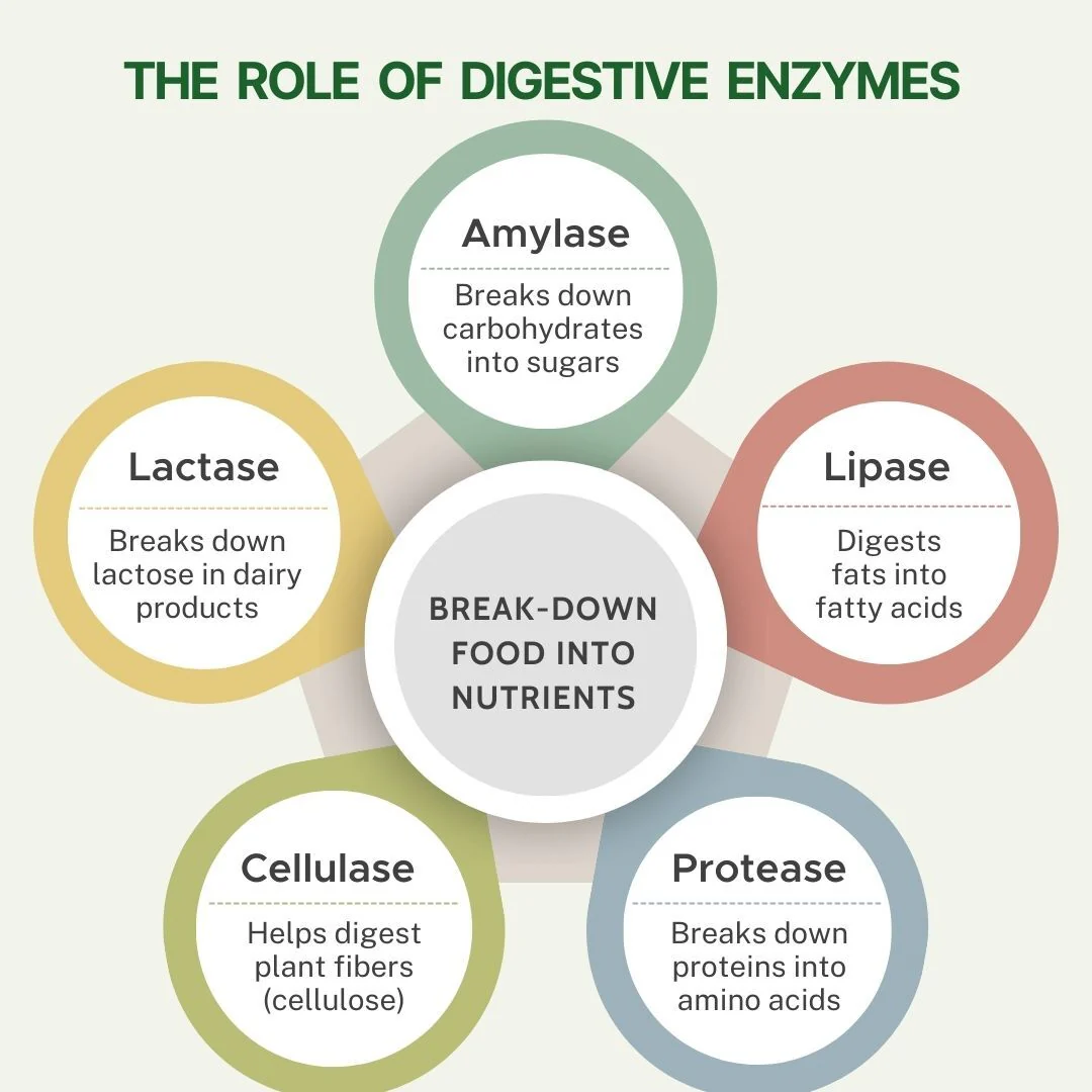 Pure Nutrition Digestive Enzymes with Bromelain – Supports Healthy Digestion - Image 6