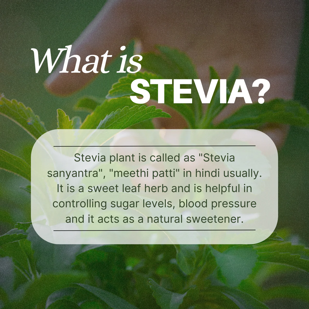 Stevaya Stevia Based Natural Sweetener - 400 Grams | Zero Calorie Sugar Substitute | Ideal for Beverages and Baking - Image 7